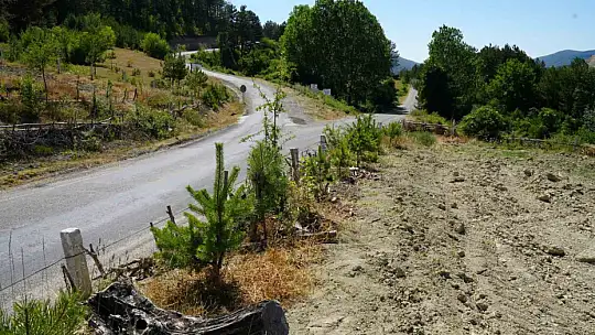 Ağaçlara adanmış ömür: 32 senede binlerce fidan dikti
