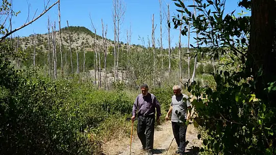 Ağaçlara adanmış ömür: 32 senede binlerce fidan dikti