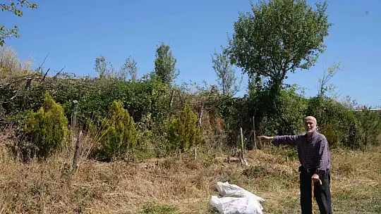Ağaçlara adanmış ömür: 32 senede binlerce fidan dikti