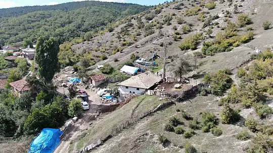 Ağıla giren kurtlar 18 koyunu telef etti, 11 koyunu yaraladı