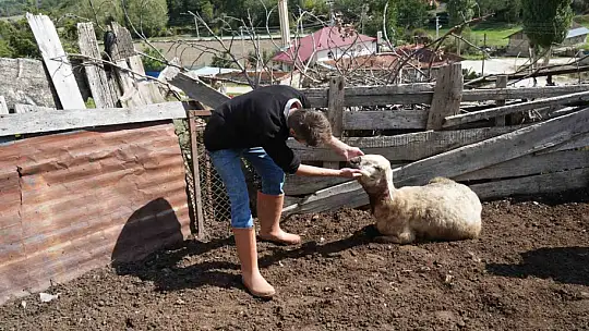 Ağıla giren kurtlar 18 koyunu telef etti, 11 koyunu yaraladı
