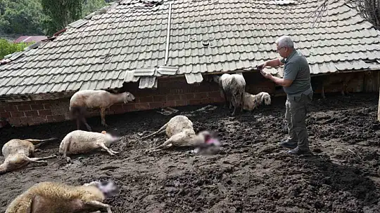 Ağıla giren kurtlar 18 koyunu telef etti, 11 koyunu yaraladı
