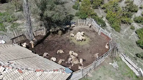 Ağıla giren kurtlar 18 koyunu telef etti, 11 koyunu yaraladı