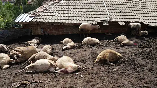 Ağıla giren kurtlar 18 koyunu telef etti, 11 koyunu yaraladı