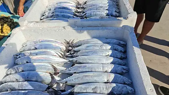 Akçakoca'da balıkçılar sezona hızlı başladı