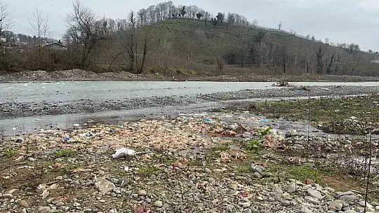 Alaplı'da çay yatağında onlarca tavuk ölüsü bulundu
