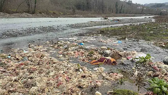 Alaplı'da çay yatağında onlarca tavuk ölüsü bulundu