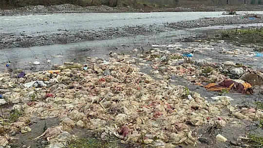 Alaplı'da çay yatağında onlarca tavuk ölüsü bulundu