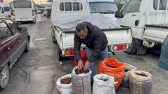 Alaplı'da kuraklık ve gal arısı istilası ünlü kuzu kestanesini de vurdu
