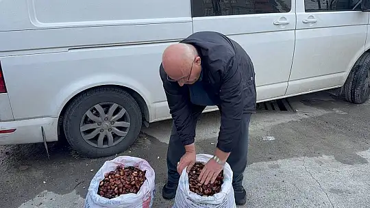 Alaplı'da kuraklık ve gal arısı istilası ünlü kuzu kestanesini de vurdu