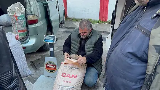 Alaplı'da kuraklık ve gal arısı istilası ünlü kuzu kestanesini de vurdu