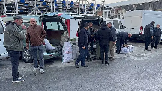 Alaplı'da kuraklık ve gal arısı istilası ünlü kuzu kestanesini de vurdu