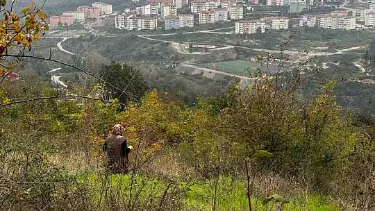 Alaplı'da kuşburnu hasadı başladı