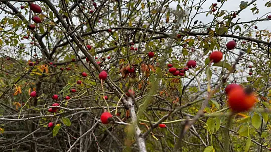 Alaplı'da kuşburnu hasadı başladı