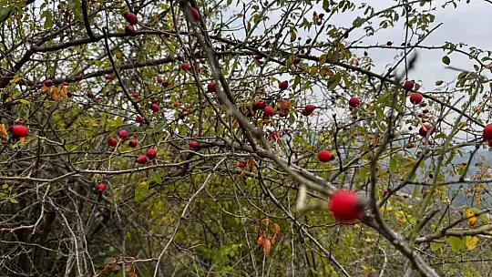 Alaplı'da kuşburnu hasadı başladı