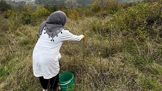 Alaplı'da kuşburnu hasadı başladı