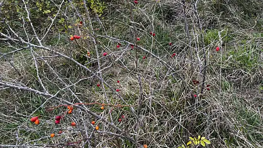 Alaplı'da kuşburnu hasadı başladı