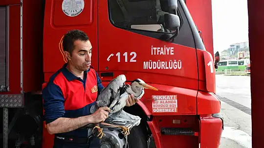 Alaplı'da yaralı gri balıkçıl için zamanla yarış