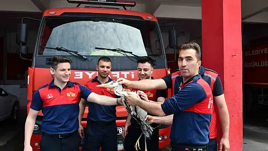 Alaplı'da yaralı gri balıkçıl için zamanla yarış