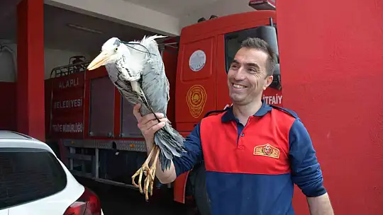 Alaplı'da yaralı gri balıkçıl için zamanla yarış