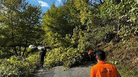 Alaplı'da yola devrilen ağaç, vatandaşlar tarafından kaldırıldı