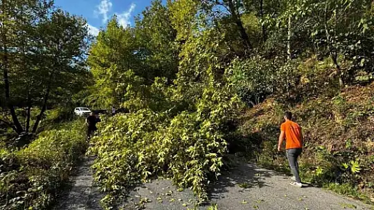 Alaplı'da yola devrilen ağaç, vatandaşlar tarafından kaldırıldı