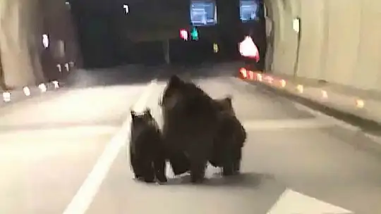 Amasra tünelinde 3 ayı görüntülendi