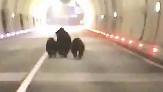 Amasra tünelinde 3 ayı görüntülendi