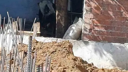 Kaçan dana yaşlı kadını yaraladı