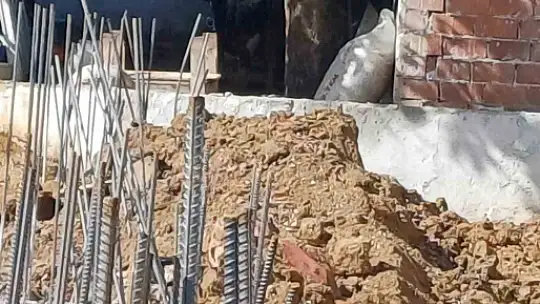 Kaçan dana yaşlı kadını yaraladı