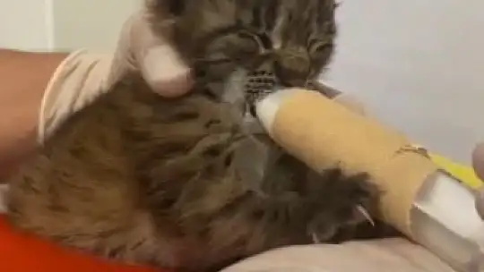 Annesini kaybeden yavru vaşak, korumaya alındı