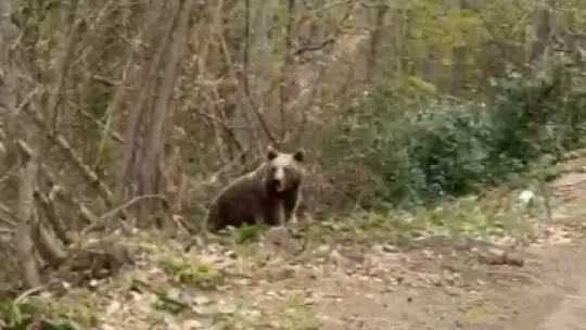Aracın arkasında koşan ayı kameraya yansıdı