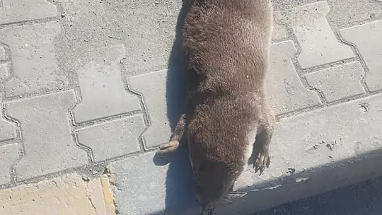 Aracın çarptığı su samuru telef oldu