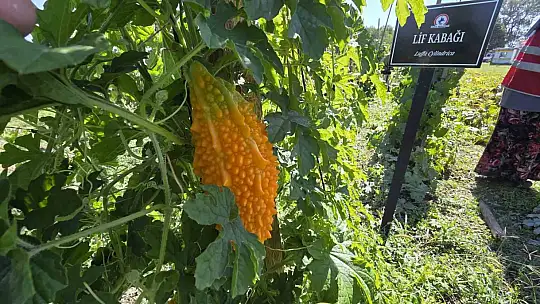 Ata tohumları akademili oldu