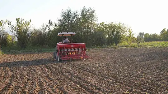 Ata tohumu siyez buğdayı Düzce topraklarında yetişecek
