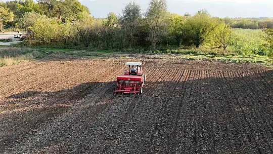 Ata tohumu siyez buğdayı Düzce topraklarında yetişecek