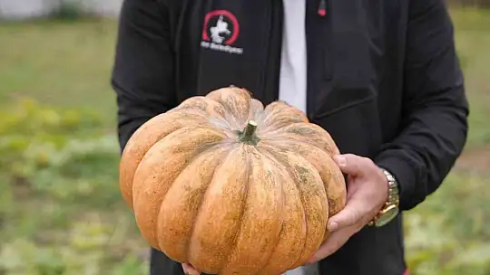 Ata tohumu yetiştiriciliğinde ilk hasat