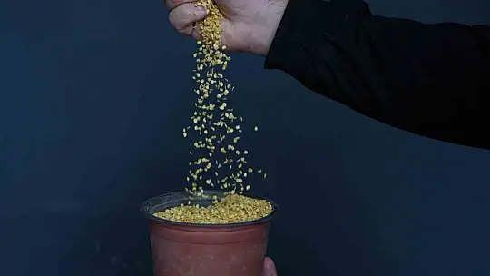 Ata tohumu yetiştiriciliğinde ilk hasat