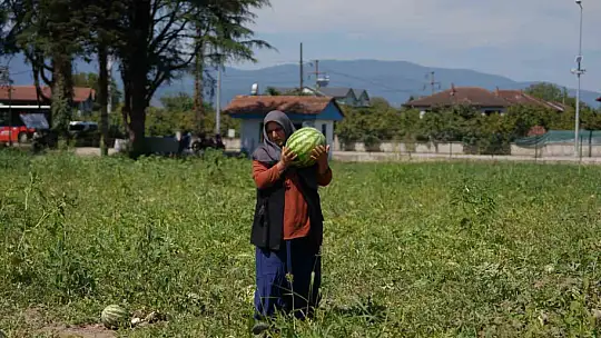 Ata tohumundan üretildi, ihtiyaç sahiplerine ulaştırıldı