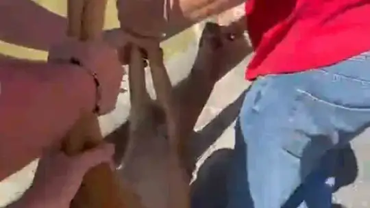 Ayağı kırık karacaya şefkat
