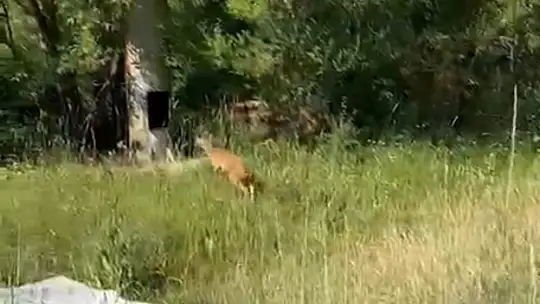 Ayağı kırık karacaya şefkat