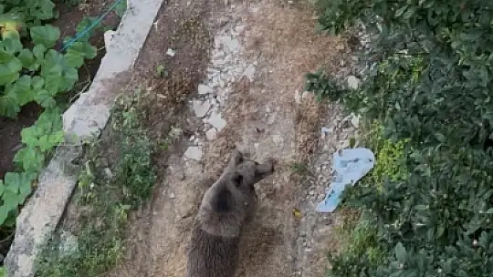 Bahçeye giren ayı paniğe yol açtı