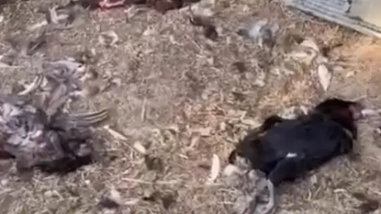 Bahçeye giren köpekler 20 tavuğu telef etti