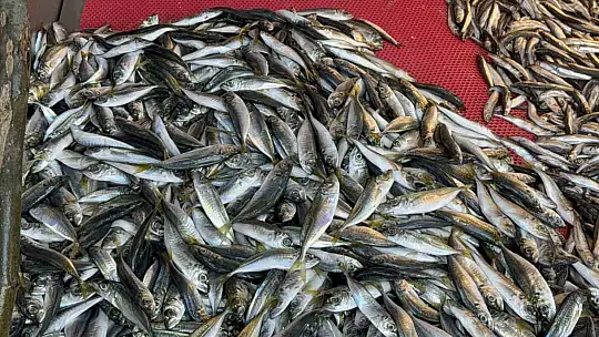Balık tezgahları şenlendi