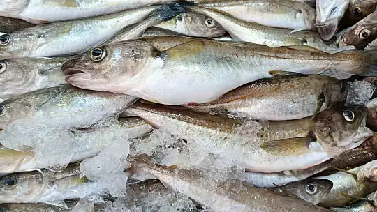 Balıkçılar palamut için 'kestane karası'nı bekliyor