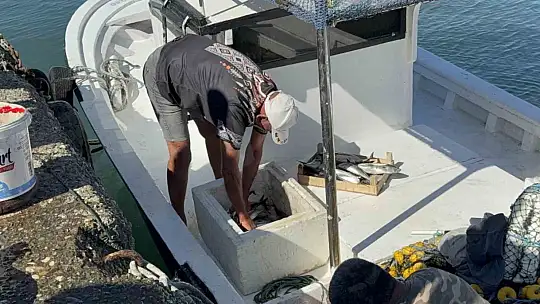Balıkçılar sezonun ilk gününde 50 ton palamutla limana döndü