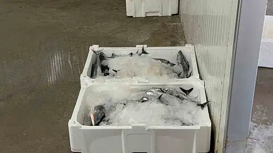 Balıkçılar sezonun ilk gününde 50 ton palamutla limana döndü