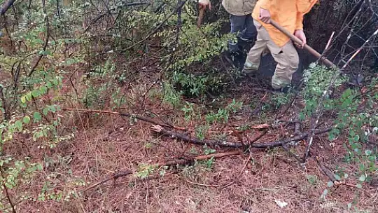 Bartın'da 1 saatte 4 ağaca yıldırım düştü
