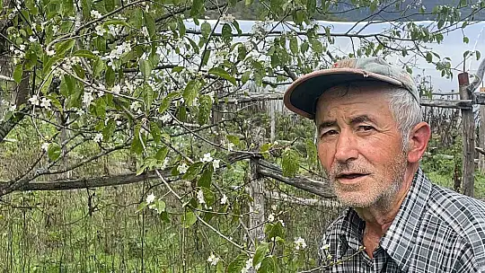Ağaçlar bir yılda ikinci kez çiçek açtı