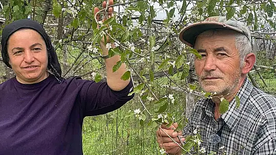 Ağaçlar bir yılda ikinci kez çiçek açtı
